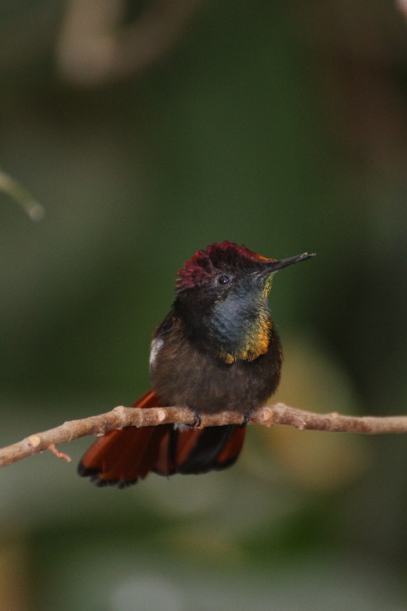 best of Special move hummingbirds