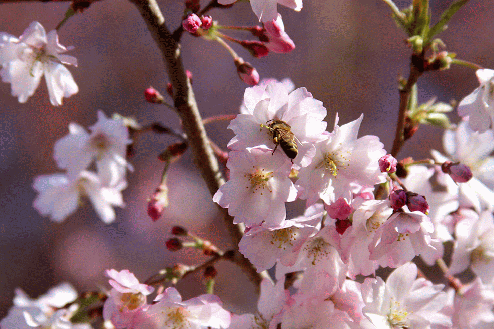 best of Back cherry blossom
