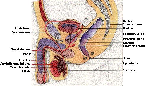 best of Most semenal separating sperm from after