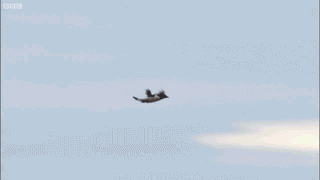 best of Landings amazing carrier pelican plane aircraft