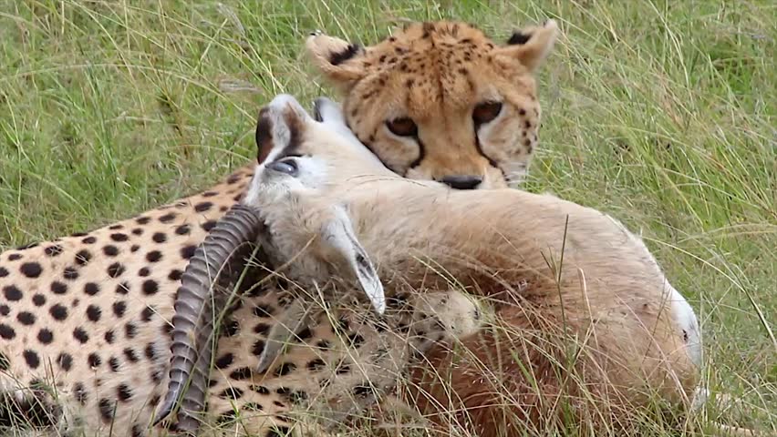 best of Gazelle cheetah creampied