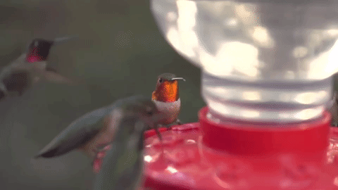 TigerвЂ™s E. reccomend hummingbirds special move