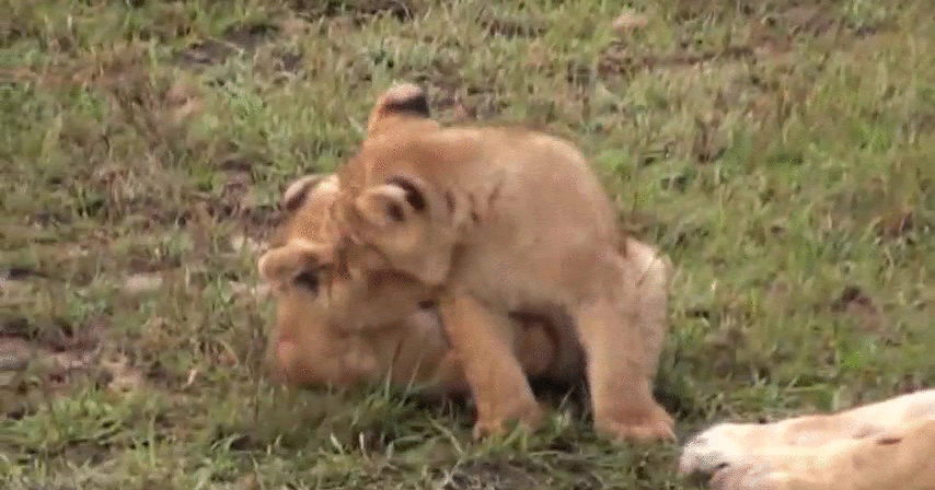 Mating season lions